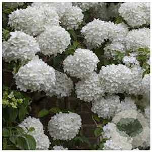 Viburnum opulus 100-125 cm 12L