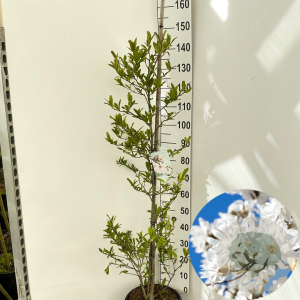 Magnolia stellata 125-150 cm 15L