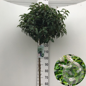 Prunus l. 'Angustifolia' 120 cm stam 12L