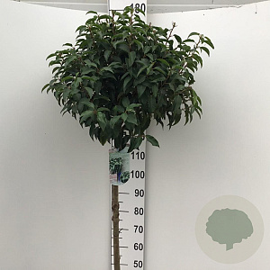 Prunus l. 'Angustifolia' 120 cm stam 12L