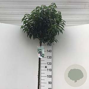 Prunus l. 'Angustifolia' 150 cm stam 12L