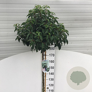 Prunus l. 'Angustifolia' 180 cm stam 15L