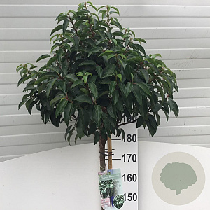 Prunus l. 'Angustifolia' 180 cm stam 15L