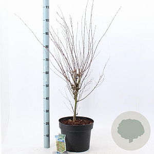 Acer pal. 'Butterfly' 80-100 cm 10L