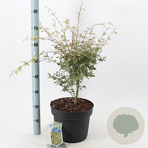 Acer pal. 'Butterfly' 80-100 cm 10L