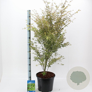 Acer pal. 'Butterfly' 80-100 cm 10L