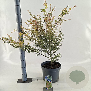 Acer pal. 'Butterfly' 80-100 cm 10L