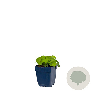 Alchemilla mollis GM  P11