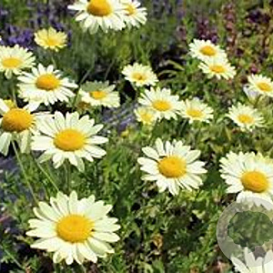 Anthemis hyb. 'E.C. Buxton' GM 2,0L
