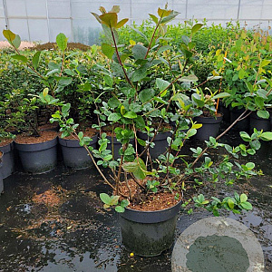 Aronia melanocarpa 60-80 cm 10L