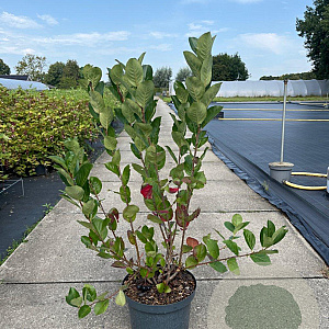Aronia prunifolia 'Viking' 60-80 cm 10L