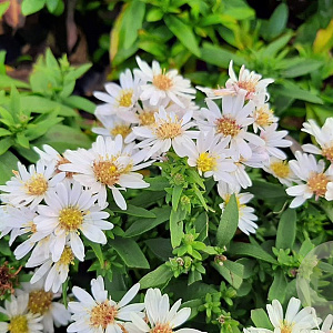 Aster (D) 'Schneekissen' GM 2,0L