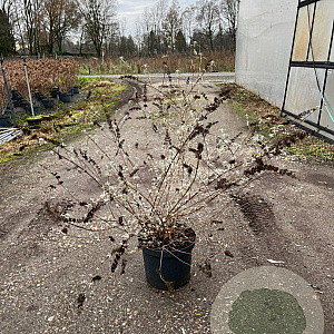 Buddleja d. 'Nanho Blue' 60-80 cm 10L
