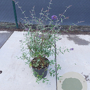 Buddleja d. 'Nanho Blue' 60-80 cm 10L