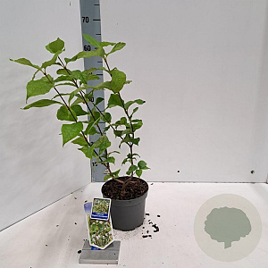 Callicarpa bod. Magical Snow Queen 30-40 cm 2,0L