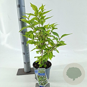 Callicarpa bod. Magical Snow Queen 30-40 cm 2,0L
