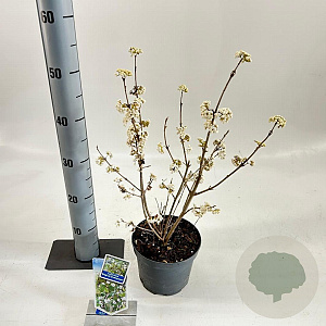 Callicarpa bod. Magical Snow Queen 30-40 cm 2,0L