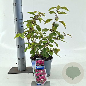 Callicarpa bod. 'Profusion' 40-50 cm 2,0L