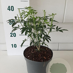 Choisya Green Fingers GM C3
