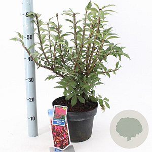 Euonymus alatus 30-40 cm 5,0L