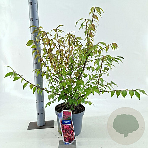 Euonymus alatus 30-40 cm 5,0L