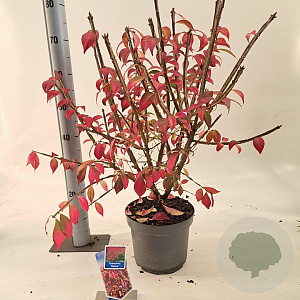 Euonymus alatus 30-40 cm 5,0L