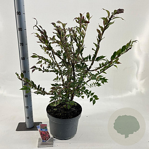 Euonymus alatus 40-50 cm 10L