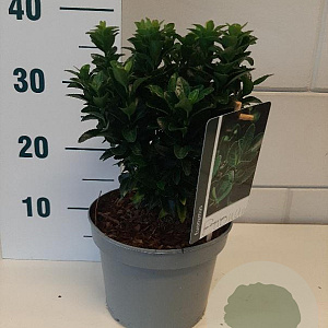 Euonymus jap. 'Green Spire' GM C3