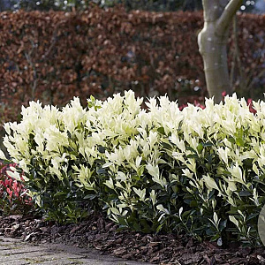 Euonymus jap. Himalaya GM C3