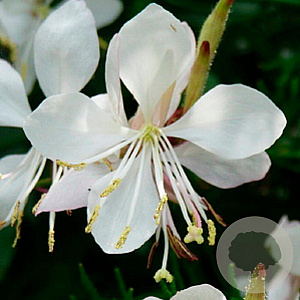 Gaura l. 'Short Form' GM P9