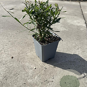 Gaura l. 'Short Form' GM P9