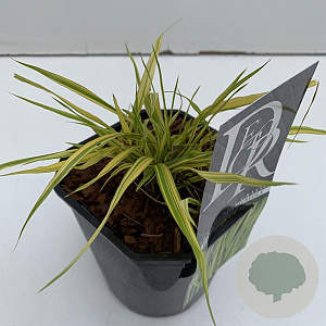 Hakonechloa macra 'Aureola' 25-30 cm 2,0L vierkant