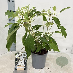 Hydrangea querc. Ice Crystal 30-40 cm 2,0L