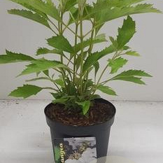 Hydrangea querc. Ice Crystal 30-40 cm 2,0L