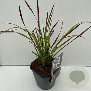 Imperata cylindrica 'Red Baron' 25-30 cm 2,0L vierkant