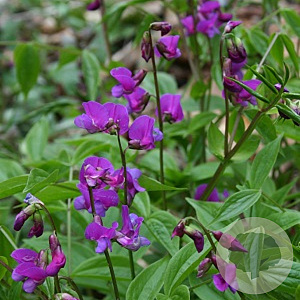 Lathyrus vernus GM P9