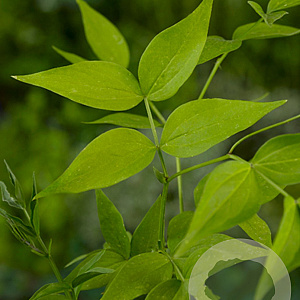 Lathyrus vernus GM P9