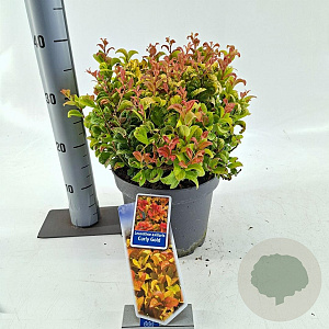 Leucothoe axillaris Curly Gold 30-35 cm 5,0L