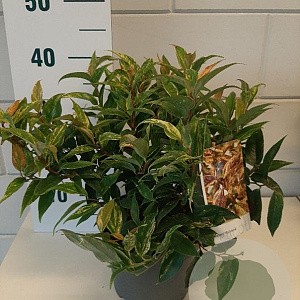 Leucothoe f. 'Rainbow' GM C3