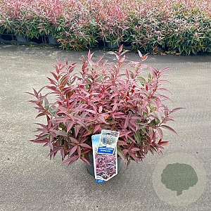 Leucothoe keiskei Burning Love 35-40 cm 5,0L