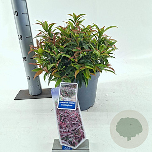 Leucothoe keiskei Burning Love 35-40 cm 5,0L