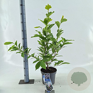 Magnolia soulangeana 50-60 cm 5,0L