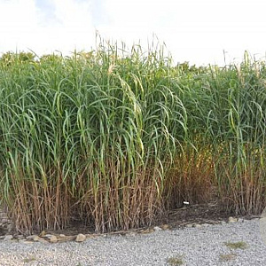 Miscanthus giganteus GM  P11