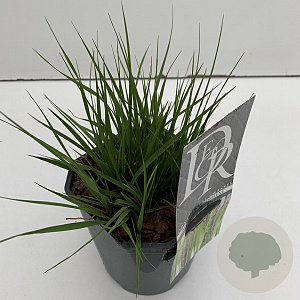 Molinia caerulea 'Moorhexe' 25-30 cm 2,0L vierkant