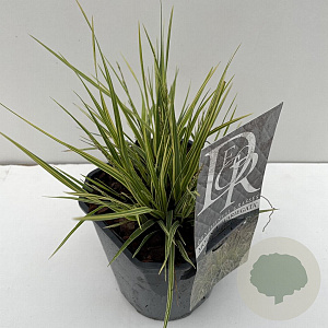 Molinia caerulea 'Variegata' 25-30 cm 2,0L vierkant
