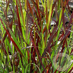Panicum virgatum 'Sangria' GM P9