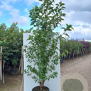 Prunus a. 'Plena' 150-175 cm 40L meerstammig