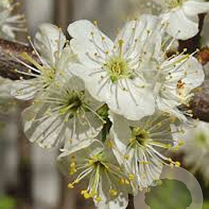 Prunus maackii 'Amber Beauty' 175-200 cm 40L meerstammig