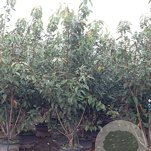 Prunus ser. 'Kanzan' 175-200 cm 40L meerstammig