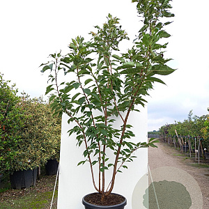 Prunus ser. 'Taihaku' 150-175 cm 40L meerstammig